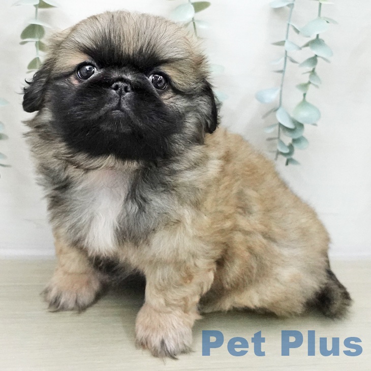 東京都のペキニーズ (ペットプラス アクアシティお台場店/2025年11月8日生まれ/男の子/フォーン)の子犬