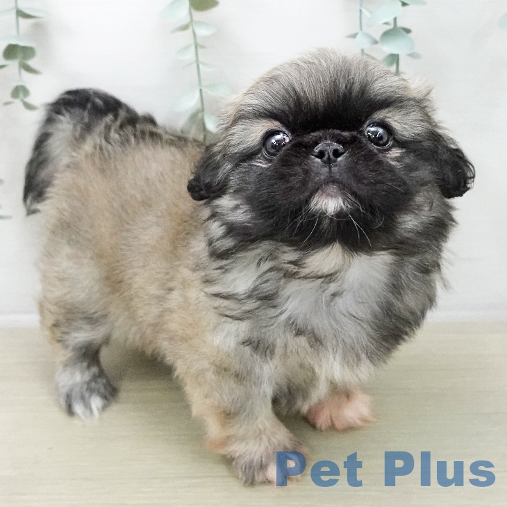 千葉県のペキニーズ (ペットプラス 幕張新都心店/2025年11月8日生まれ/女の子/フォーン)の子犬の1枚目の画像