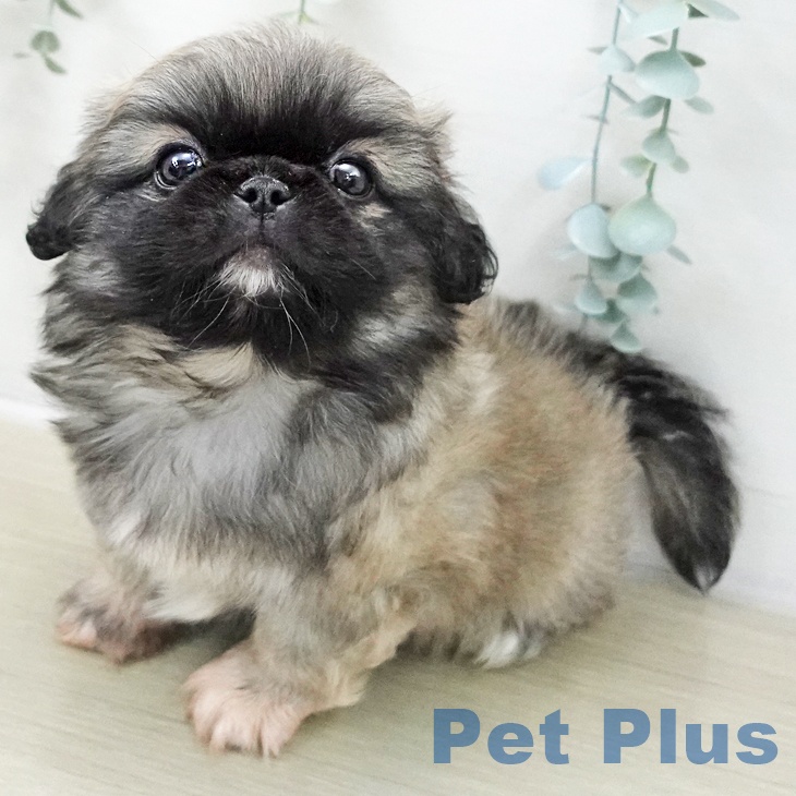 千葉県のペキニーズ (ペットプラス 幕張新都心店/2025年11月8日生まれ/女の子/フォーン)の子犬の2枚目の画像