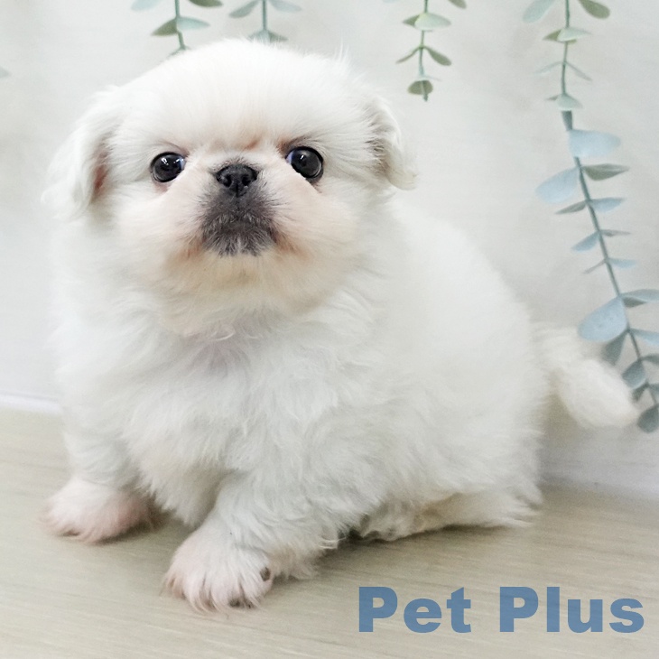 千葉県のペキニーズ (ペットプラス 幕張新都心店/2025年11月8日生まれ/男の子/ホワイト)の子犬の1枚目の画像