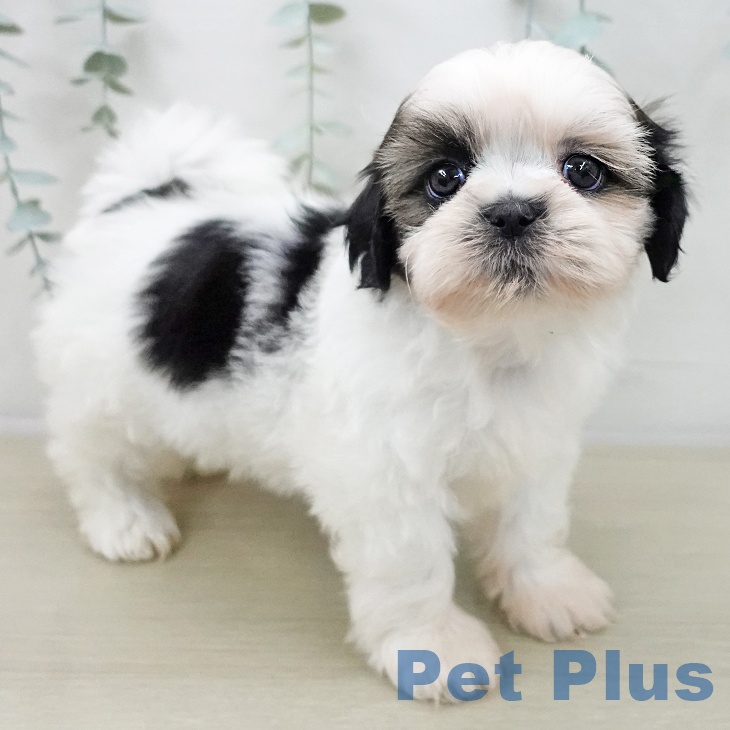 千葉県のシーズー (ペッツワン 千葉ニュータウン店/2025年11月8日生まれ/女の子/ホワイトゴールド)の子犬の1枚目の画像