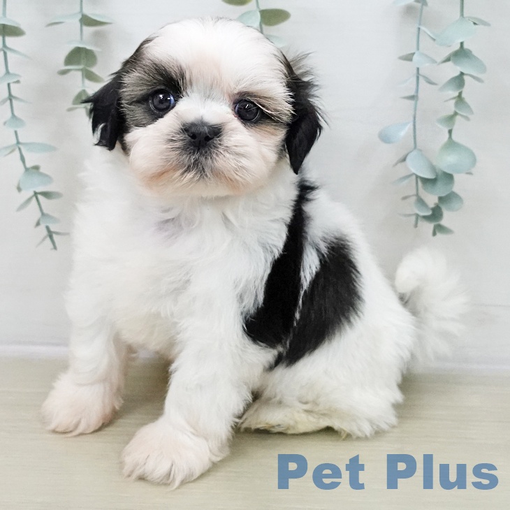 千葉県のシーズー (ペッツワン 千葉ニュータウン店/2025年11月8日生まれ/女の子/ホワイトゴールド)の子犬の2枚目の画像