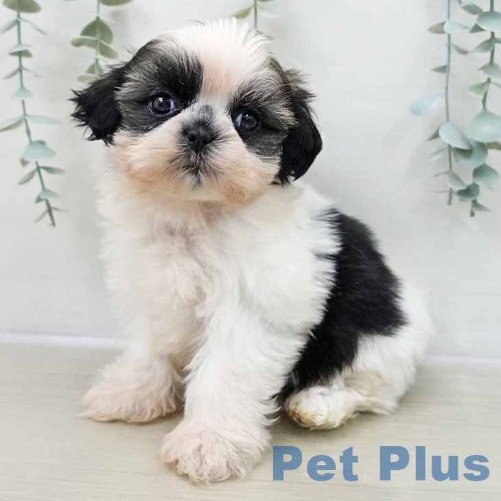 埼玉県のシーズー (ペットプラス ららぽーと富士見店/2025年11月8日生まれ/女の子/ホワイトゴールド)の子犬の1枚目の画像
