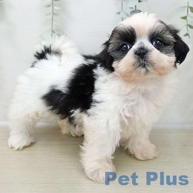 埼玉県のシーズー (ペットプラス ららぽーと富士見店/2025年11月8日生まれ/女の子/ホワイトゴールド)の子犬の2枚目の画像
