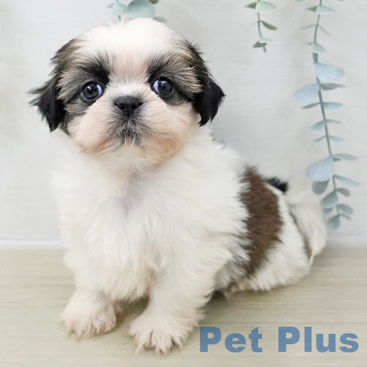 千葉県のシーズー (ペットプラス 幕張新都心店/2025年11月8日生まれ/女の子/ホワイトゴールド)の子犬の1枚目の画像