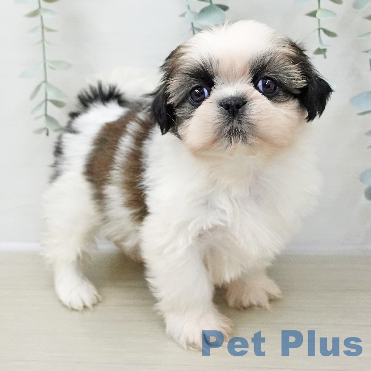 千葉県のシーズー (ペットプラス 幕張新都心店/2025年11月8日生まれ/女の子/ホワイトゴールド)の子犬の2枚目の画像