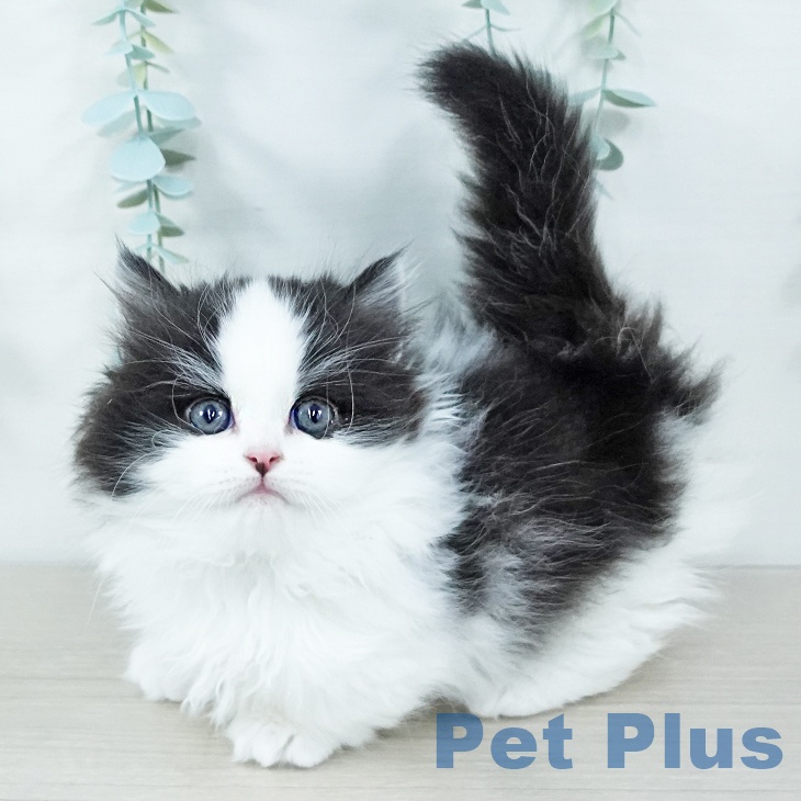 神奈川県のマンチカン (ペットプラス 天王町店/2025年11月7日生まれ/男の子/ブラックホワイト)の子猫の1枚目の画像