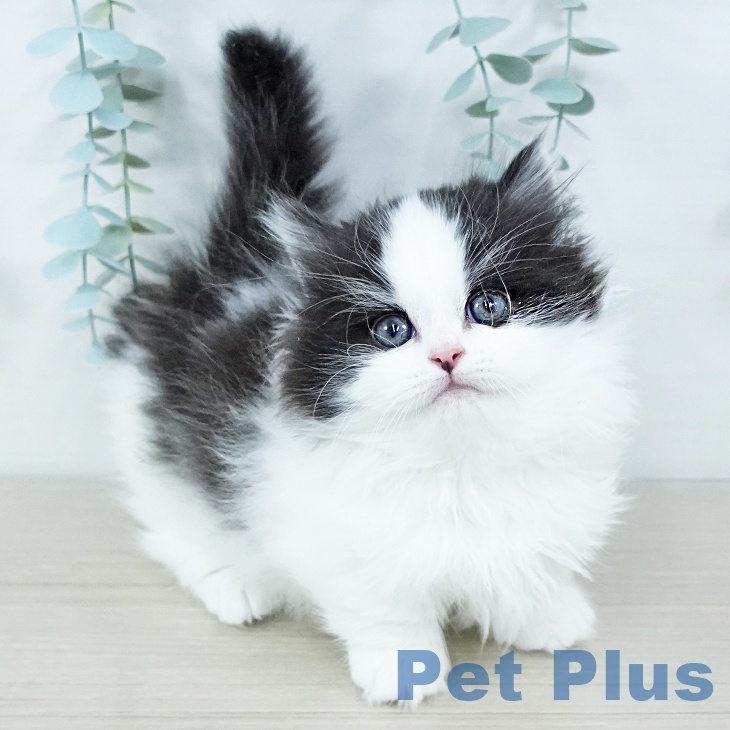 神奈川県のマンチカン (ペットプラス 天王町店/2025年11月7日生まれ/男の子/ブラックホワイト)の子猫の2枚目の画像