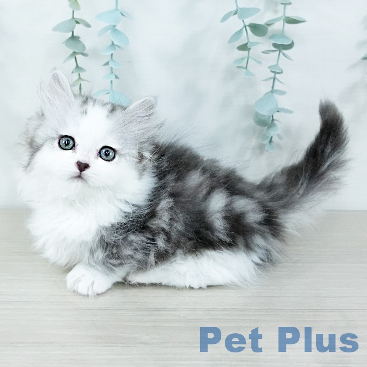 群馬県のマンチカン (ペットプラス イオンモール太田店/2025年11月7日生まれ/女の子/シルバータビーホワイト)の子猫の1枚目の画像