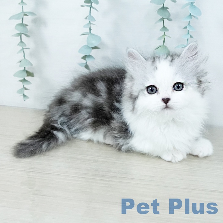 群馬県のマンチカン (ペットプラス イオンモール太田店/2025年11月7日生まれ/女の子/シルバータビーホワイト)の子猫の2枚目の画像