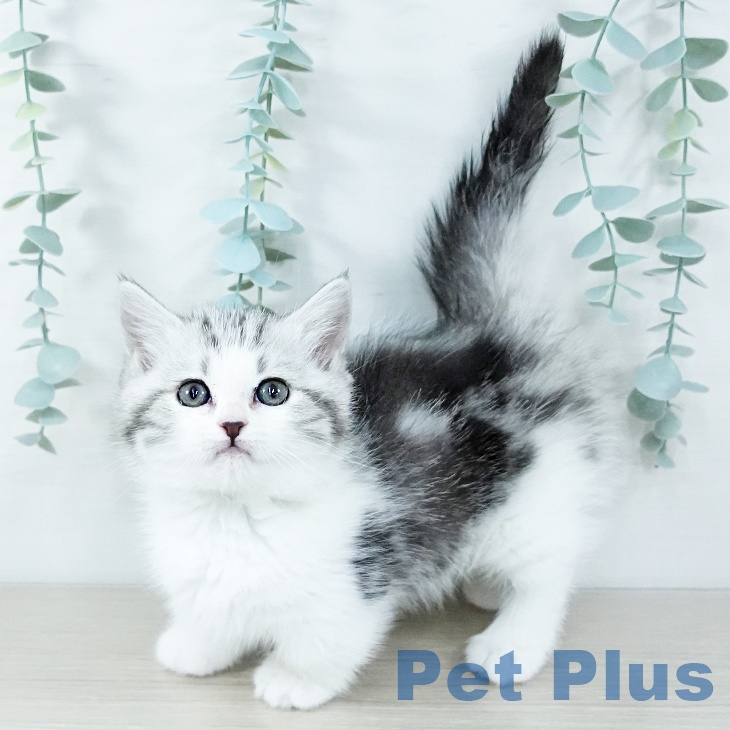 長野県のマンチカン (ペットプラス 松本店/2025年11月7日生まれ/女の子/シルバータビーホワイト)の子猫の1枚目の画像