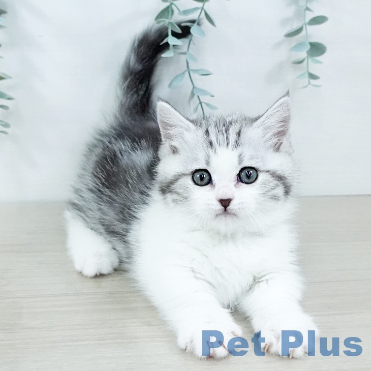 長野県のマンチカン (ペットプラス 松本店/2025年11月7日生まれ/女の子/シルバータビーホワイト)の子猫の2枚目の画像