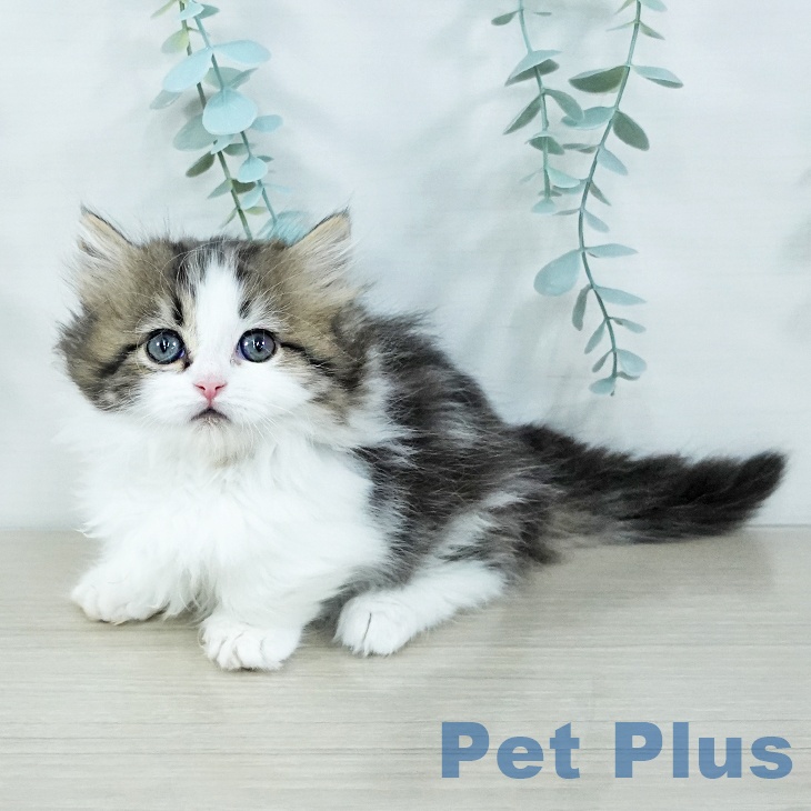 埼玉県のマンチカン (ペットプラス イオンモール春日部店/2025年11月7日生まれ/女の子/ブラウンタビーホワイト)の子猫の1枚目の画像
