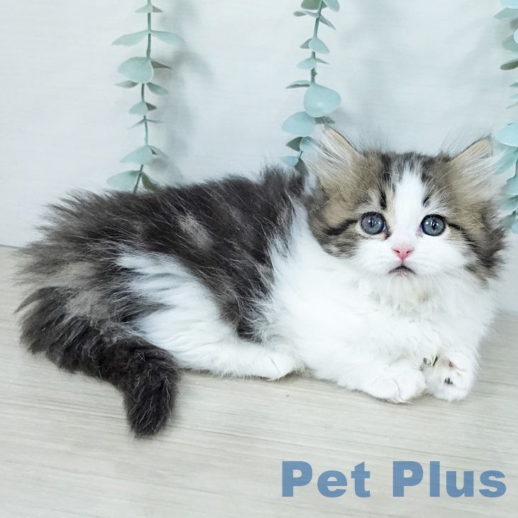 埼玉県のマンチカン (ペットプラス イオンモール春日部店/2025年11月7日生まれ/女の子/ブラウンタビーホワイト)の子猫の2枚目の画像