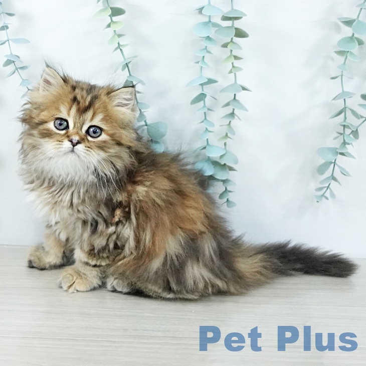 福島県のスコティッシュフォールド (ペットプラス 福島店/2025年11月8日生まれ/女の子/ブラウンパッチドタビー)の子猫