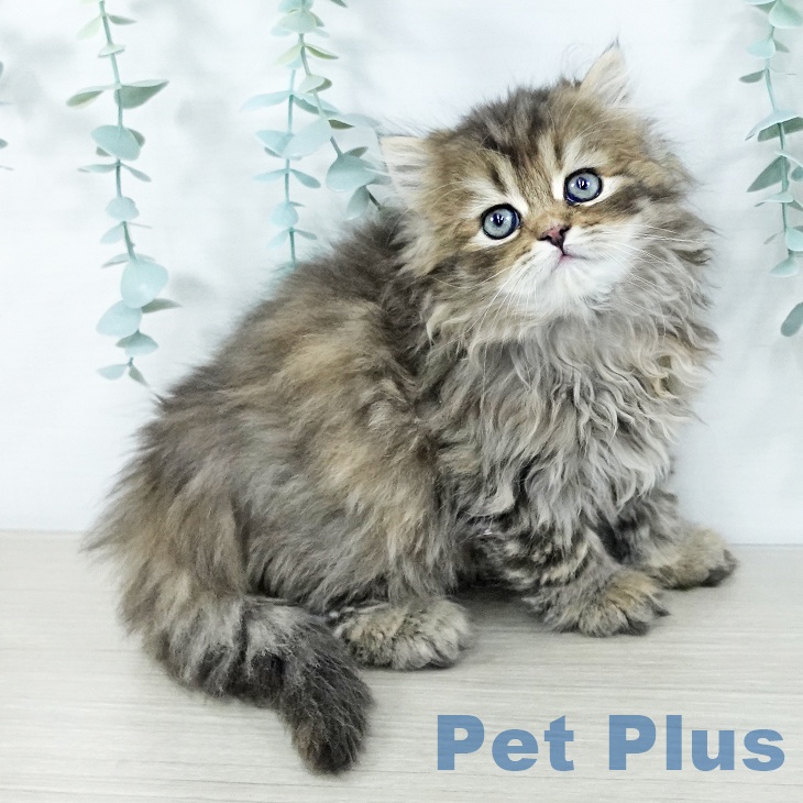 埼玉県のスコティッシュフォールド (ペットプラス 与野店/2025年11月8日生まれ/女の子/ブラウンパッチドタビー)の子猫の1枚目の画像