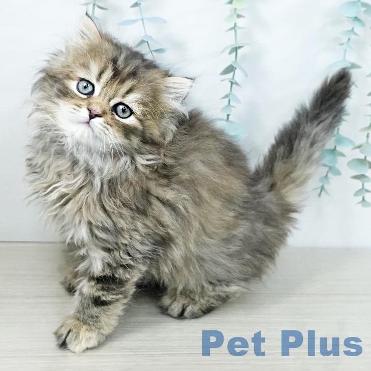 埼玉県のスコティッシュフォールド (ペットプラス 与野店/2025年11月8日生まれ/女の子/ブラウンパッチドタビー)の子猫の2枚目の画像