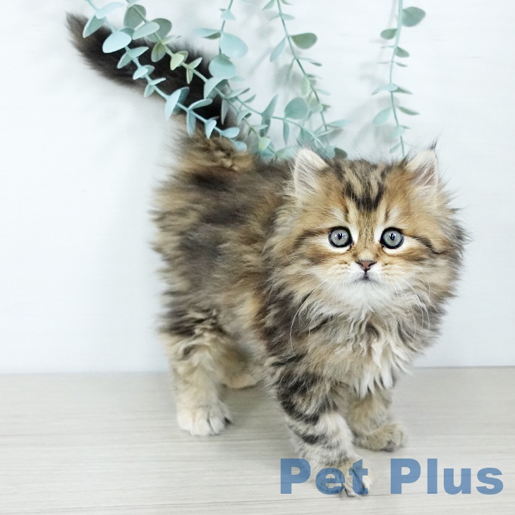 宮城県のスコティッシュフォールド (ペットプラス 名取店/2025年11月8日生まれ/女の子/ブラウンタビー)の子猫の2枚目の画像