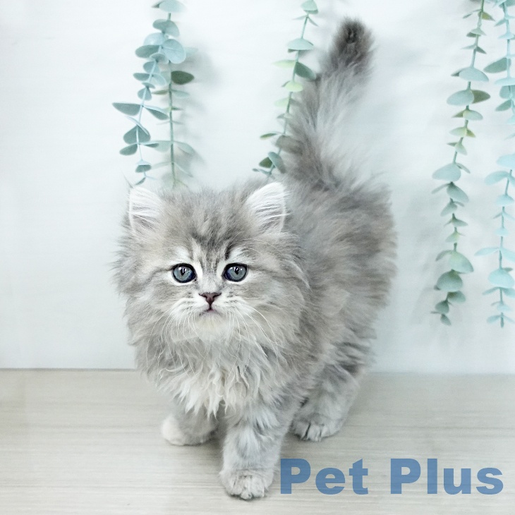 スコティッシュフォールド