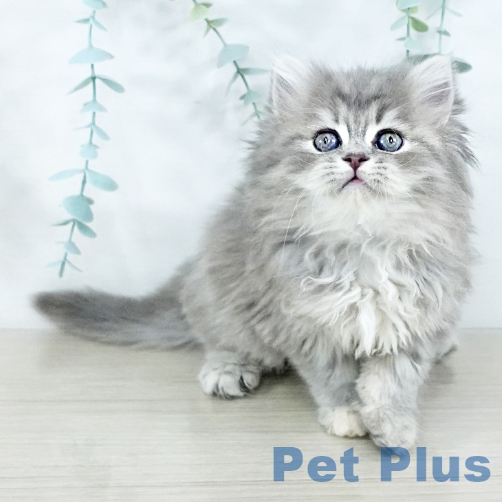 スコティッシュフォールドの写真2