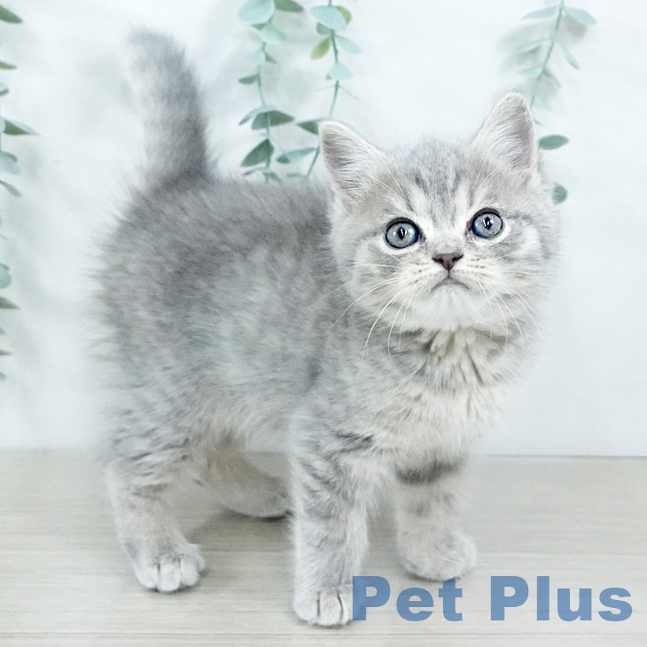 茨城県のスコティッシュフォールド (ペットプラス つくば店/2025年11月8日生まれ/男の子/ブルータビー)の子猫の2枚目の画像