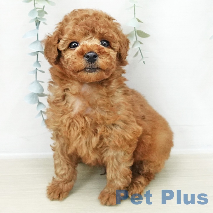 神奈川県のトイプードル(トイ) (ペットプラス アミーゴ藤沢店/2025年11月8日生まれ/男の子/レッド)の子犬の1枚目の画像