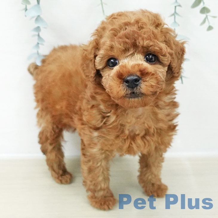 神奈川県のトイプードル(トイ) (ペットプラス アミーゴ藤沢店/2025年11月8日生まれ/男の子/レッド)の子犬の2枚目の画像