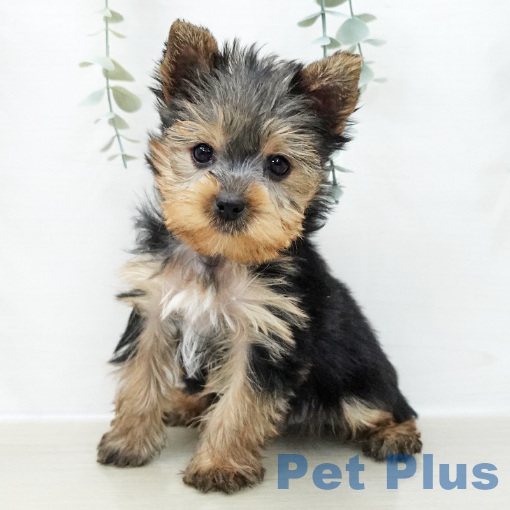 茨城県のヨークシャーテリア (ペットプラス つくば店/2025年11月8日生まれ/男の子/スチールブルータン)の子犬の1枚目の画像