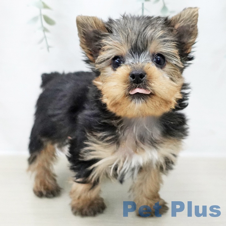 茨城県のヨークシャーテリア (ペットプラス つくば店/2025年11月8日生まれ/男の子/スチールブルータン)の子犬の2枚目の画像