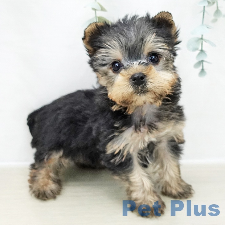 千葉県のヨークシャーテリア (ペットプラス 幕張新都心店/2025年11月8日生まれ/男の子/スチールブルータン)の子犬の1枚目の画像