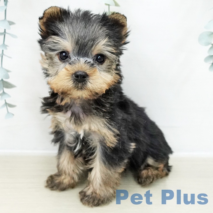 千葉県のヨークシャーテリア (ペットプラス 幕張新都心店/2025年11月8日生まれ/男の子/スチールブルータン)の子犬の2枚目の画像
