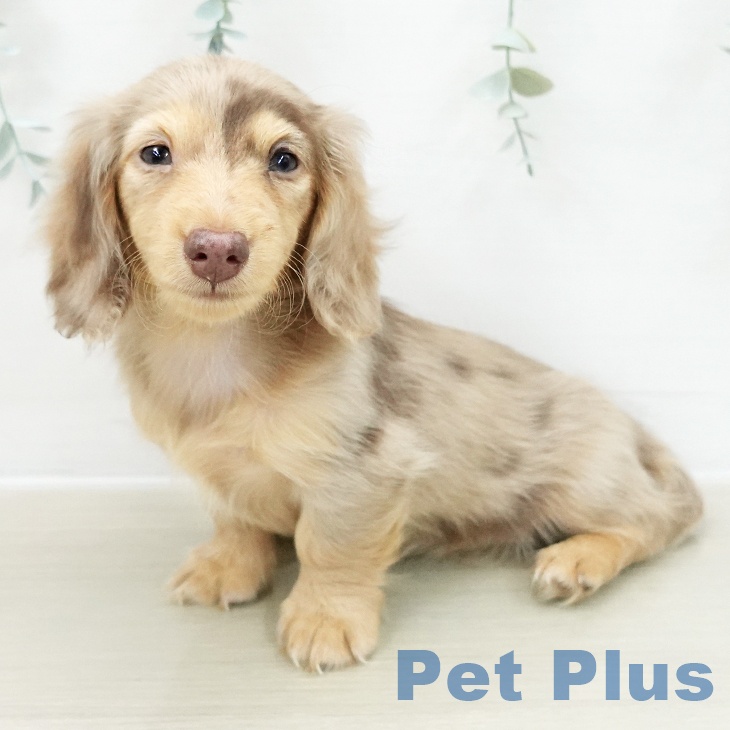 茨城県のカニンヘンダックスフンド(ロング) (ペットプラス つくば店/2025年10月24日生まれ/女の子/チョコレートダップル)の子犬の1枚目の画像