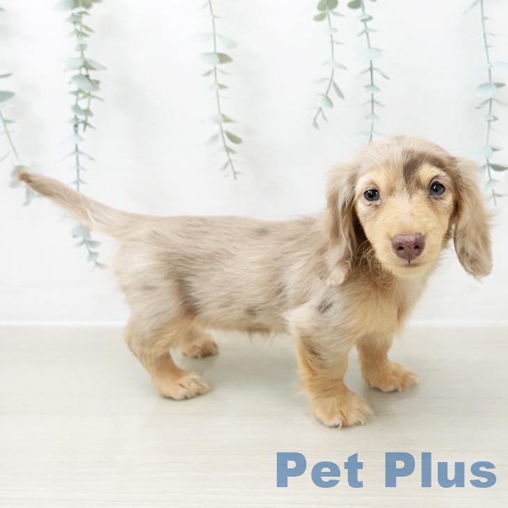 茨城県のカニンヘンダックスフンド(ロング) (ペットプラス つくば店/2025年10月24日生まれ/女の子/チョコレートダップル)の子犬の2枚目の画像