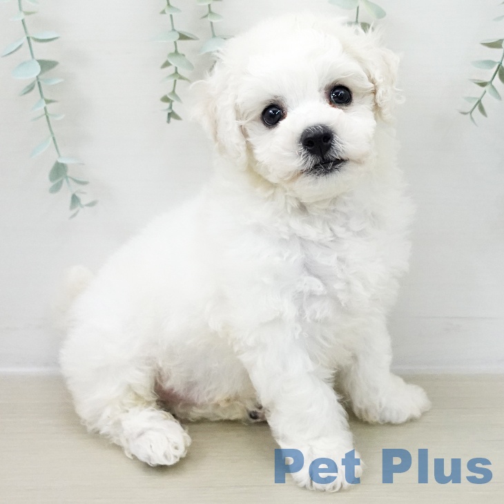 宮城県のビションフリーゼ (ペットプラス 名取店/2025年10月31日生まれ/男の子/ホワイト)の子犬の1枚目の画像