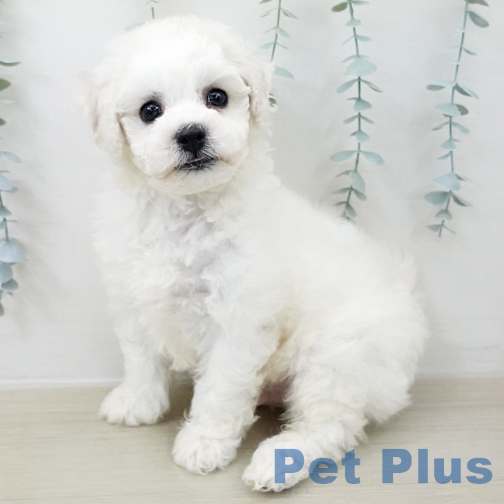 宮城県のビションフリーゼ (ペットプラス 名取店/2025年10月31日生まれ/男の子/ホワイト)の子犬の2枚目の画像