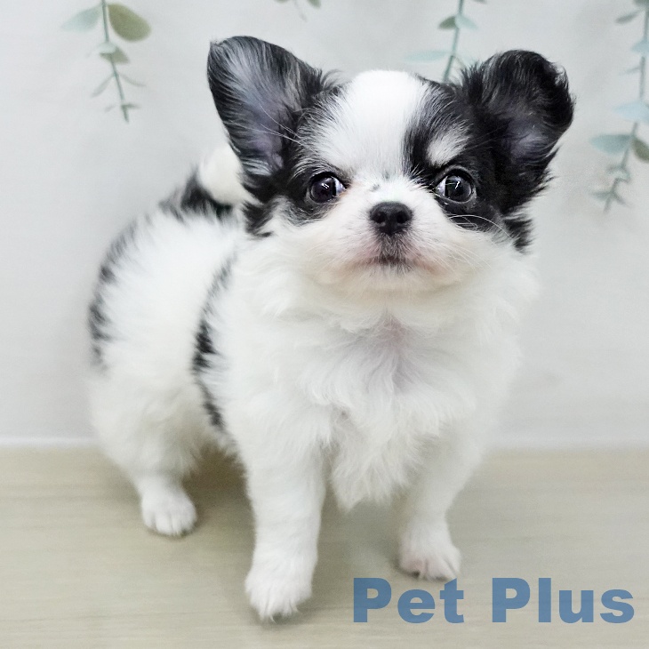 東京都のチワワ(ロング) (ペットプラス アクアシティお台場店/2025年11月7日生まれ/女の子/ホワイトブラックタン)の子犬