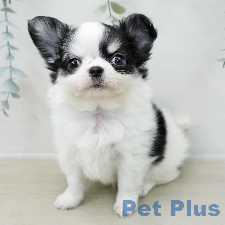 東京都のチワワ(ロング) (ペットプラス アクアシティお台場店/2025年11月7日生まれ/女の子/ホワイトブラックタン)の子犬の2枚目の画像