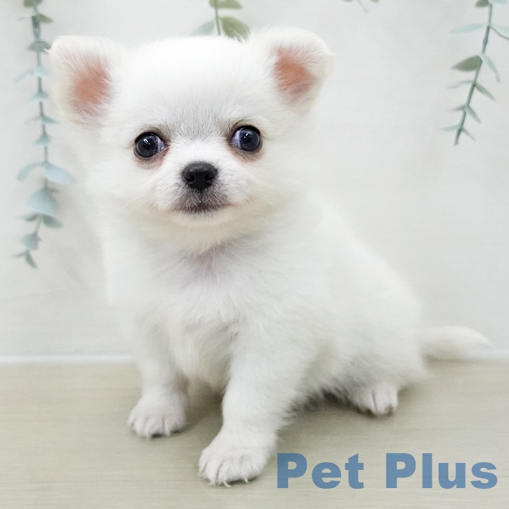 埼玉県のチワワ(ロング) (ペットプラス ららぽーと富士見店/2025年11月7日生まれ/男の子/ホワイトクリーム)の子犬の1枚目の画像
