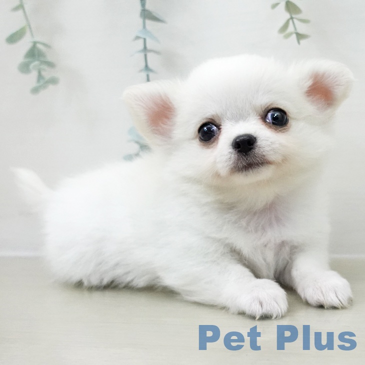埼玉県のチワワ(ロング) (ペットプラス ららぽーと富士見店/2025年11月7日生まれ/男の子/ホワイトクリーム)の子犬の2枚目の画像