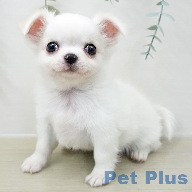 神奈川県のチワワ(ロング) (ペットプラス テラスモール湘南店/2025年11月7日生まれ/男の子/ホワイトクリーム)の子犬の1枚目の画像