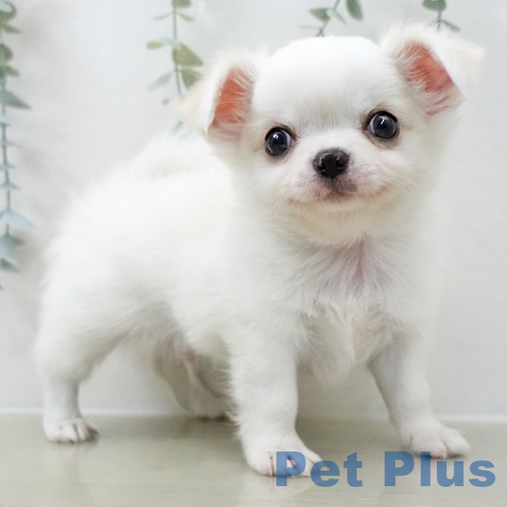神奈川県のチワワ(ロング) (ペットプラス テラスモール湘南店/2025年11月7日生まれ/男の子/ホワイトクリーム)の子犬の2枚目の画像