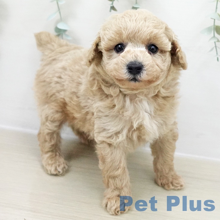 長野県のトイプードル(トイ) (ペットプラス 須坂店/2025年11月8日生まれ/男の子/クリーム)の子犬の2枚目の画像