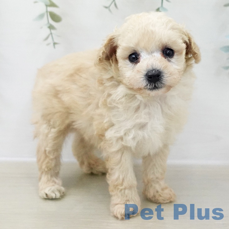 神奈川県のトイプードル(トイ) (ペットプラス 湘南平塚店/2025年11月8日生まれ/男の子/クリーム)の子犬の1枚目の画像