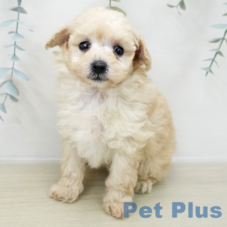 神奈川県のトイプードル(トイ) (ペットプラス 湘南平塚店/2025年11月8日生まれ/男の子/クリーム)の子犬の2枚目の画像