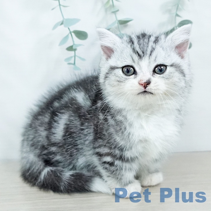 長野県のマンチカン (ペットプラス 須坂店/2025年11月7日生まれ/男の子/シルバータビーホワイト)の子猫の1枚目の画像