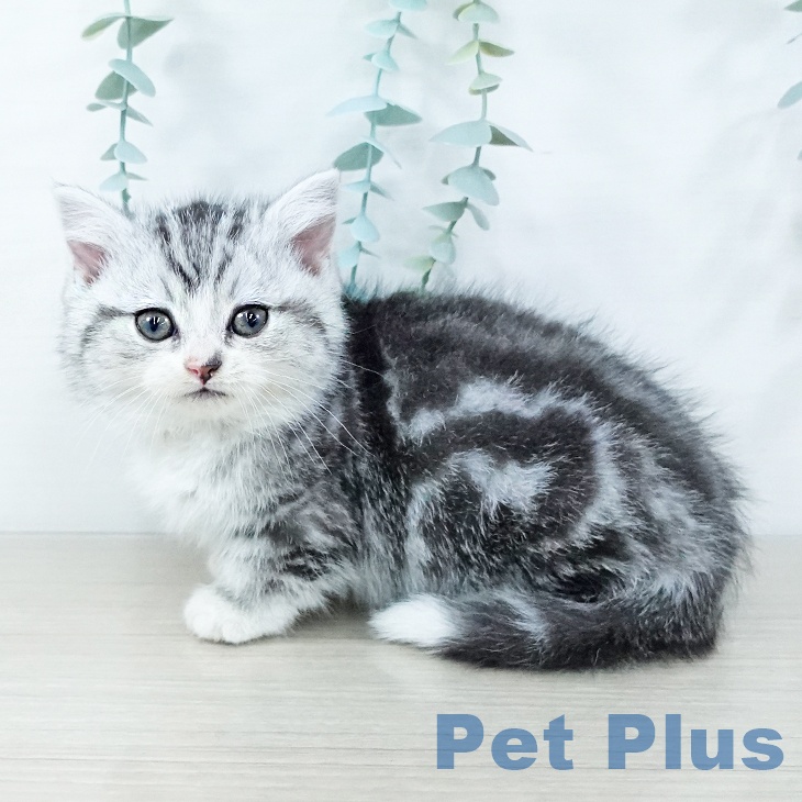 長野県のマンチカン (ペットプラス 須坂店/2025年11月7日生まれ/男の子/シルバータビーホワイト)の子猫の2枚目の画像