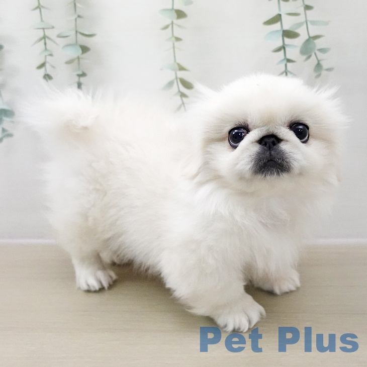 埼玉県のペキニーズ (ペットプラス 羽生店/2025年10月25日生まれ/女の子/ホワイトクリーム)の子犬の2枚目の画像