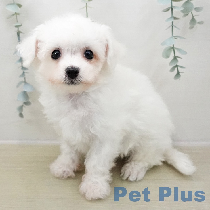 埼玉県のビションフリーゼ (ペットプラス イオンモール春日部店/2025年11月9日生まれ/男の子/ホワイト)の子犬の2枚目の画像