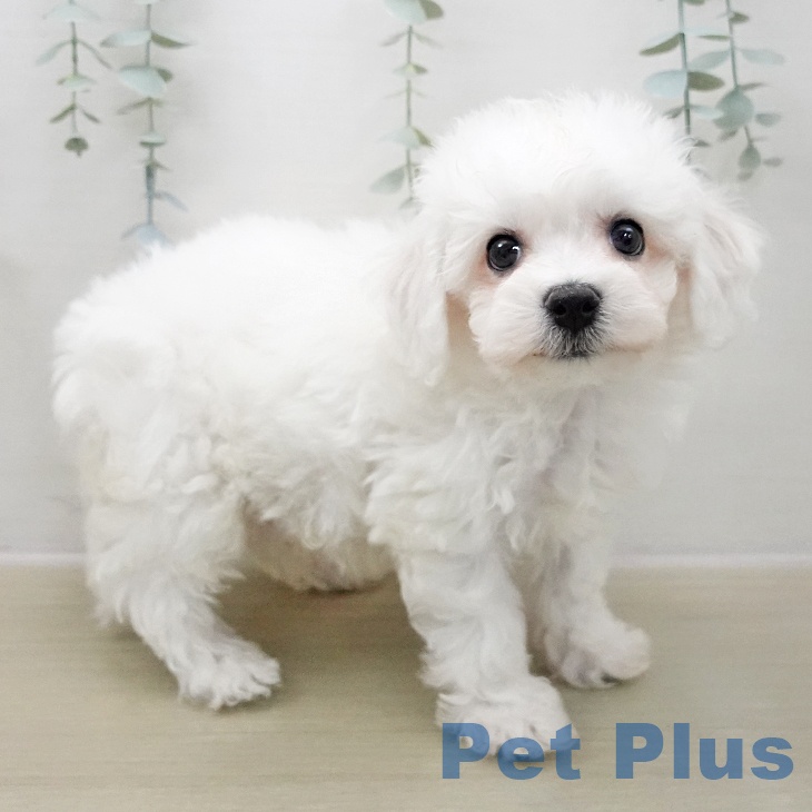 千葉県のビションフリーゼ (ペットプラス 八千代緑が丘店/2025年11月9日生まれ/男の子/ホワイト)の子犬の1枚目の画像