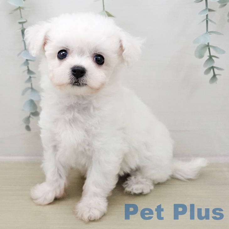 山形県のビションフリーゼ (ペットプラス 天童店/2025年11月9日生まれ/女の子/ホワイト)の子犬の1枚目の画像